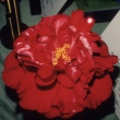 Tony's Jjoy Variegated